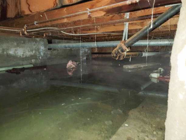 Best Sewage cleanup and water damage restoration  in , AR